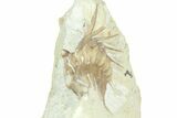 Bargain, Enrolled, Spiny Trilobite (Kettneraspis) - Oklahoma #363004-3